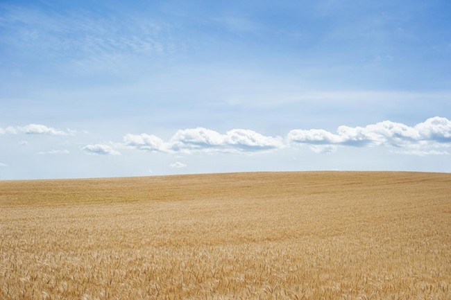 An image of raw land that has been unaltered by development
