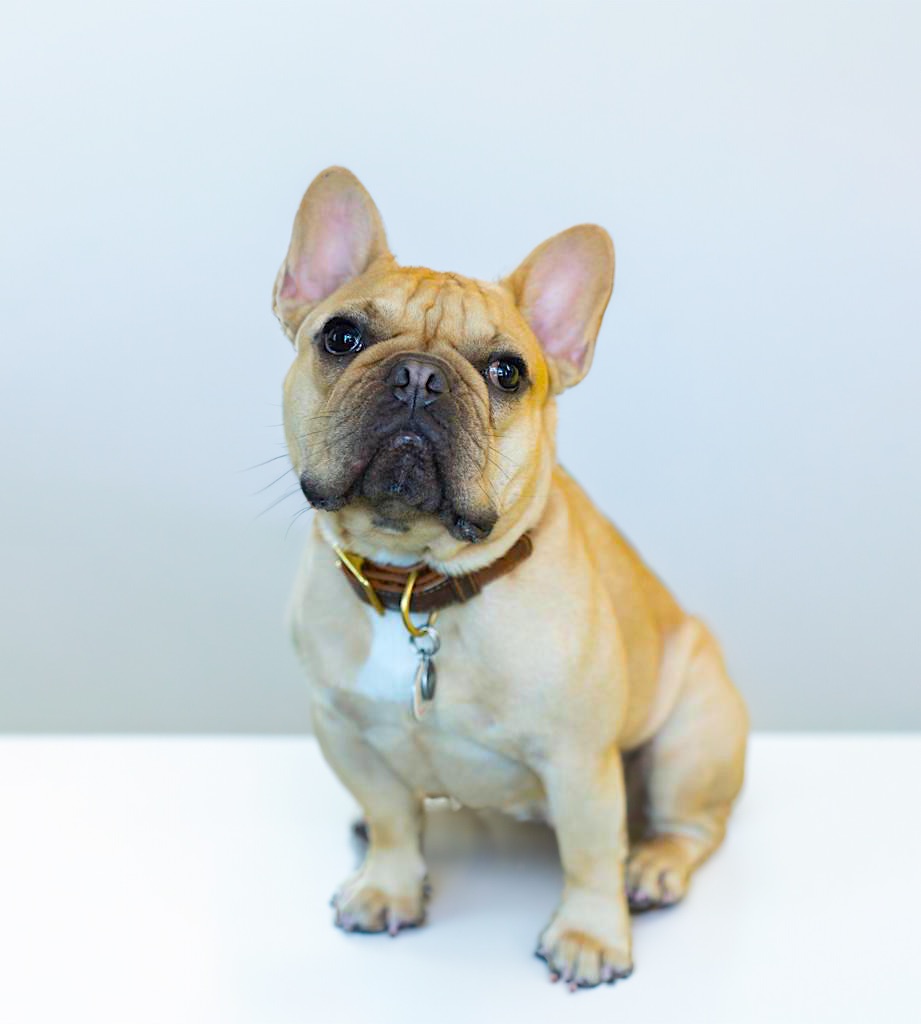 A light brown French Bulldog with a collar sits on a white surface against a plain light background, looking directly at the camera with its head slightly tilted.