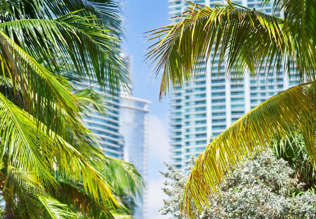 Green palm fronds frame a view of modern high-rise buildings under a bright blue sky, blending tropical nature with urban architecture as seen from Star Island in Miami.